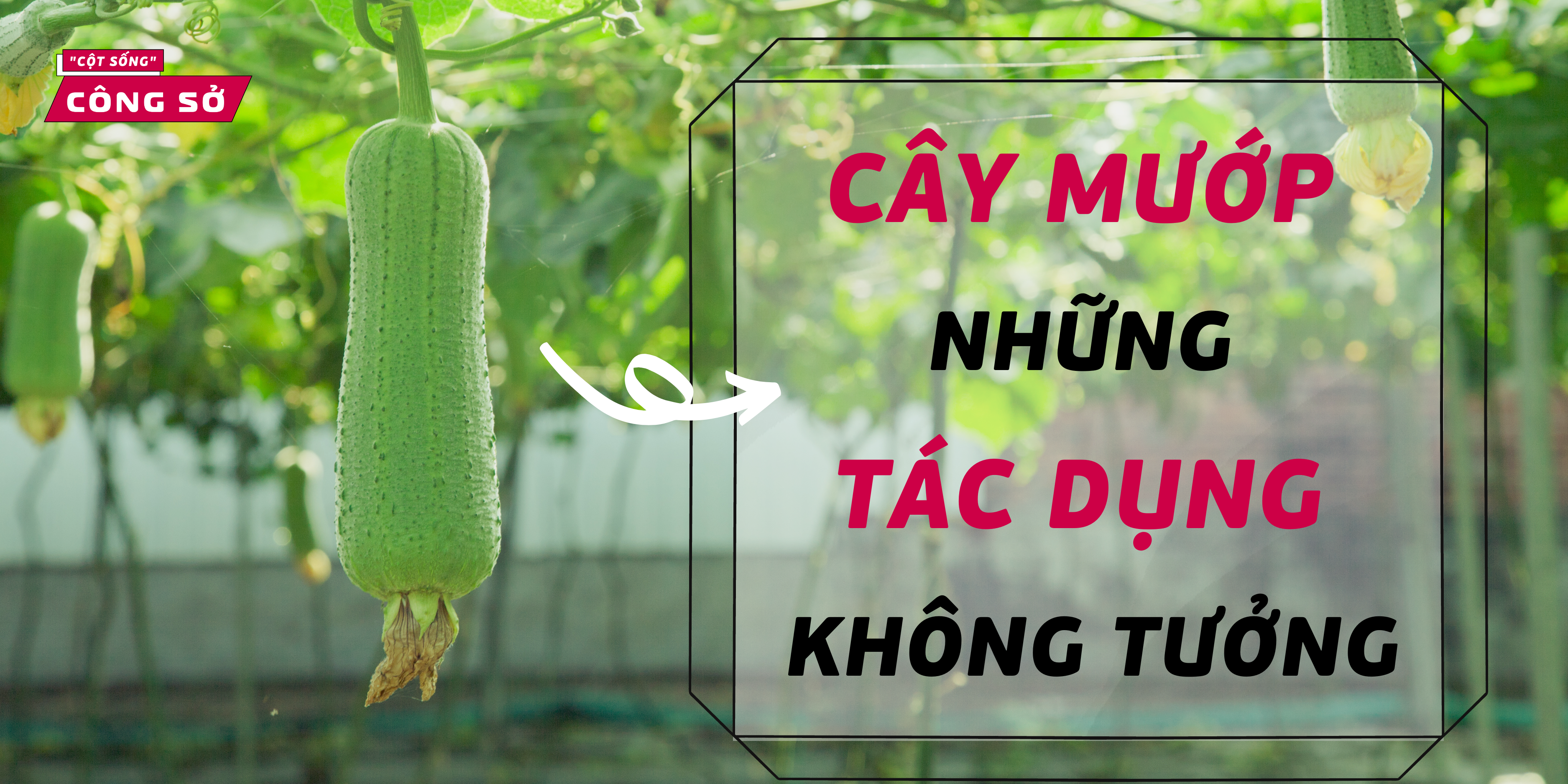 Cây mướp và những tác dụng không tưởng
